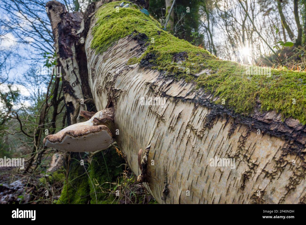 Birke Polypore (Fomitopsis betulina) Bracket Pilz wächst auf einer gefallenen Birke im Winter im Exmoor National Park in der Nähe von Dunster, Somerset, England. Stockfoto