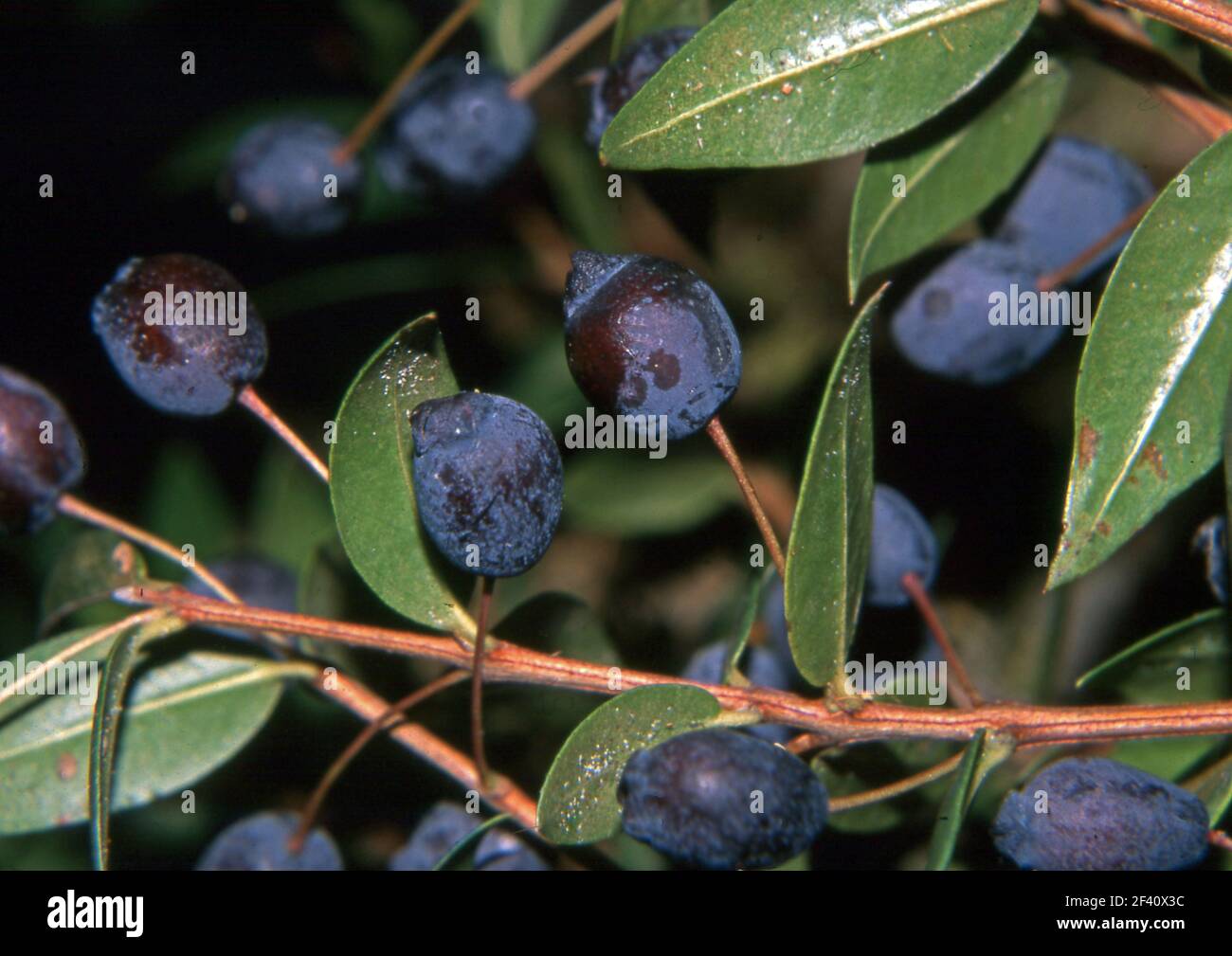 Myrte myrtus communis Fotos und Bildmaterial in hoher Auflösung