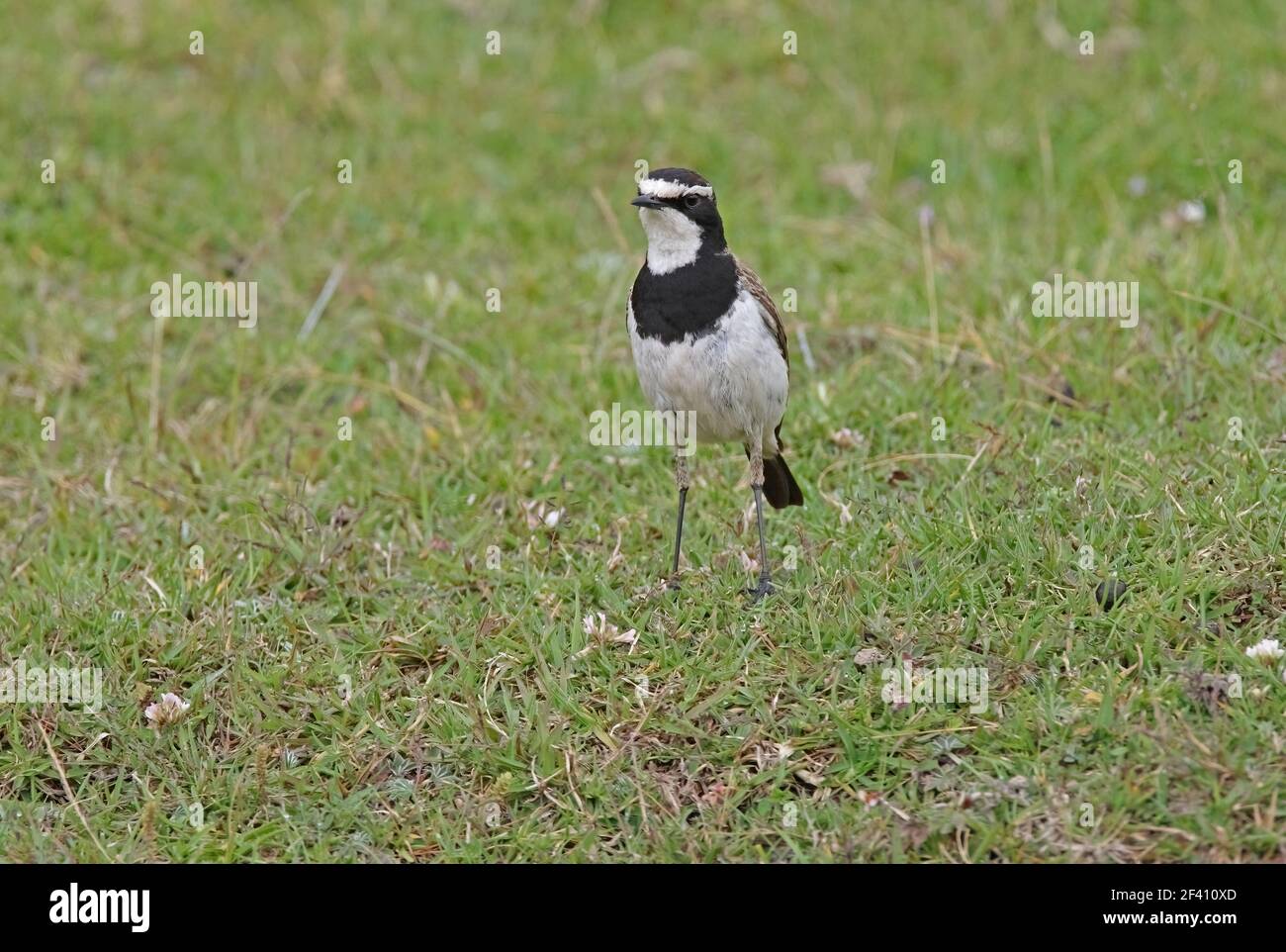 Capped Wheatear (Oenanthe pileata livingstonii) Erwachsener auf der Hochlandweide Kenia November Stockfoto