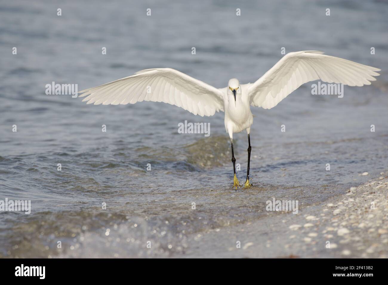 Snowy Egret bedrohliche Haltung (Egretta unaufger) Sanibel Island, Florida, USA BI000477 Stockfoto