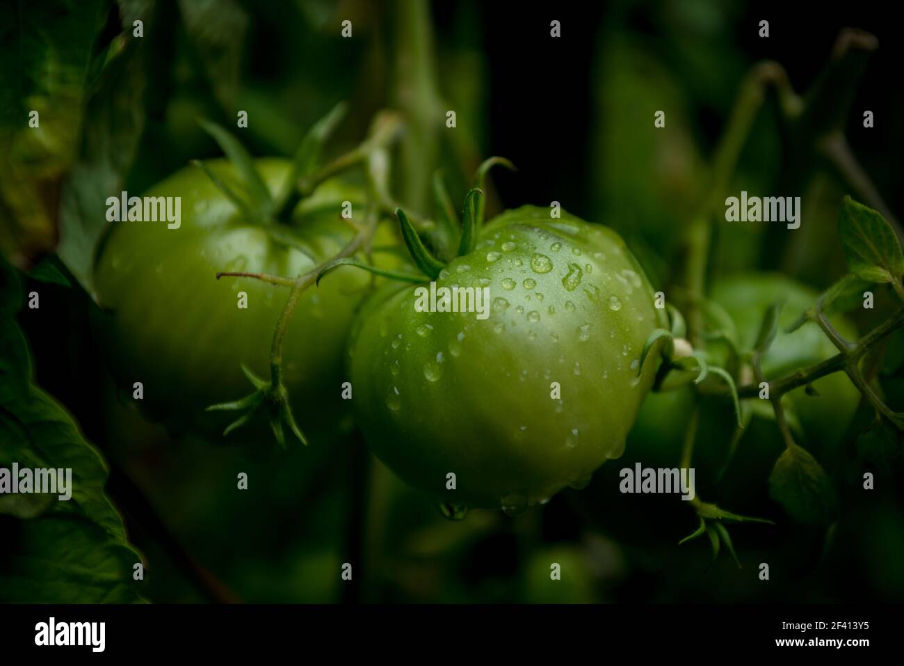 Grüne Tomaten Stockfoto