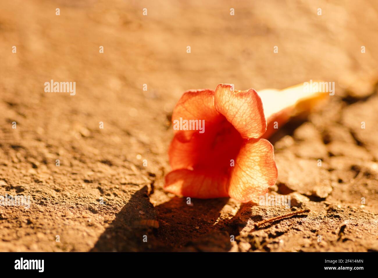 Tropische Blume auf dem Boden liegend, hinterleuchtet durch untergehende Sonne, orientalische Kräutermedizin Versorgung, erschossen mit Copyspace. Rote Blume auf dem Boden liegend, hinterleuchtet durch untergehende Sonne, orientalische Kräutermedizin Versorgung, erschossen mit Copyspace Stockfoto