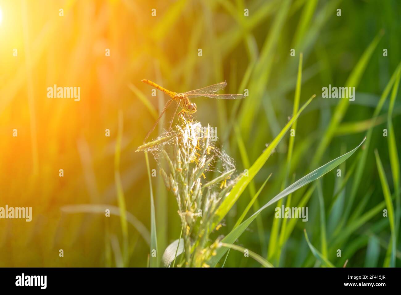 Libelle auf einem Grashalm sitzend. Warme Blendung bei Sonnenuntergang, selektiver Fokus, Copyspace.. Libelle auf einem Grashalm sitzend. Warme Blendung bei Sonnenuntergang, selektiver Fokus Stockfoto