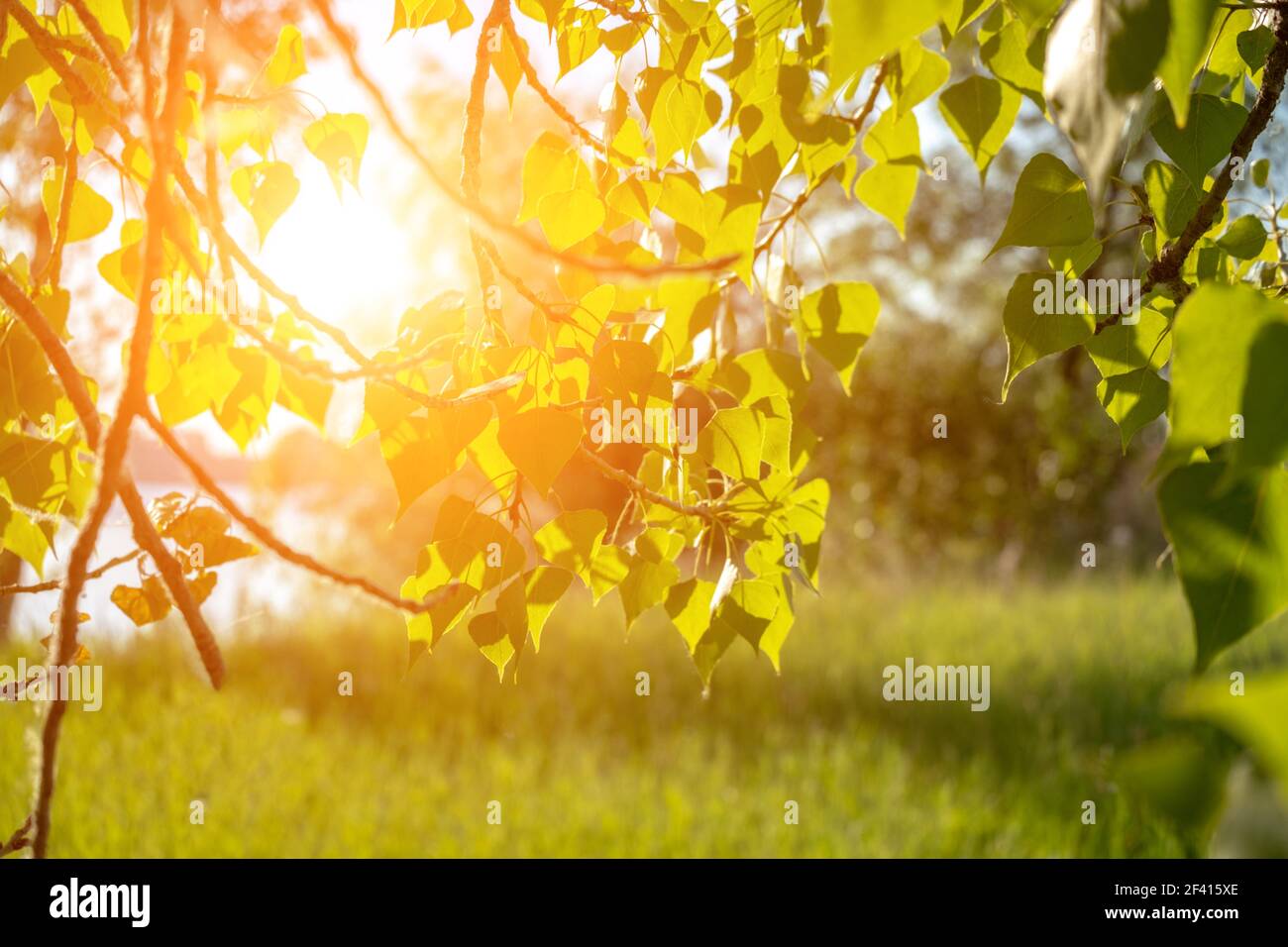 Natur Hintergrund Birke Frühjahr junge Blätter in der Sonne Strahlen und Sonnenlicht gegen Sommerfeld oder Wiese. Birke Frühjahr junge Blätter in der Sonne Strahlen gegen Sommerwiese Stockfoto