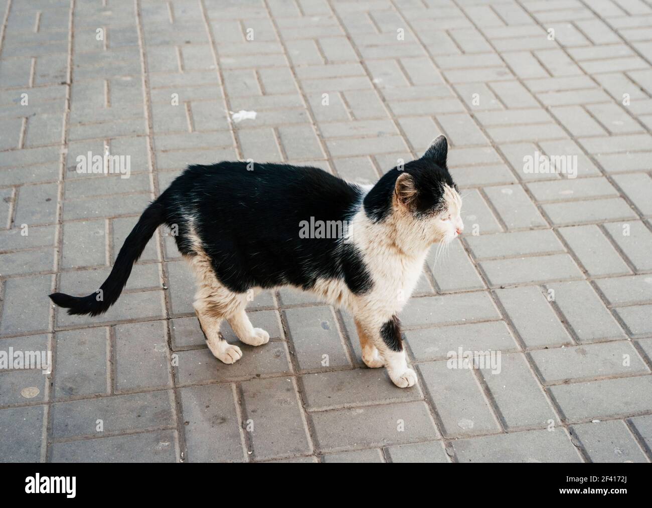 Unsaubere schwarz-weiße Katze auf der Straße. Dachloses Haustier im Freien. Vagrant Katze. Dreckiges Tier auf der Straße. Unsaubere schwarz-weiße Katze auf der Straße. Dachloses Haustier im Freien. Stockfoto