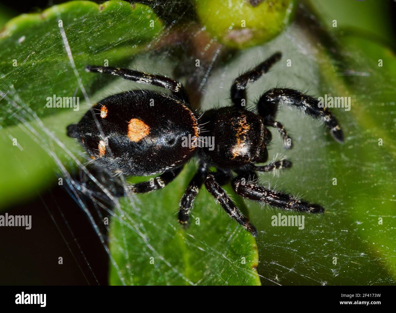 Bold Springen Spinne in einem Netz auf Baum Laub, dorsale Ansicht Makro (Phidippus audax). Stockfoto