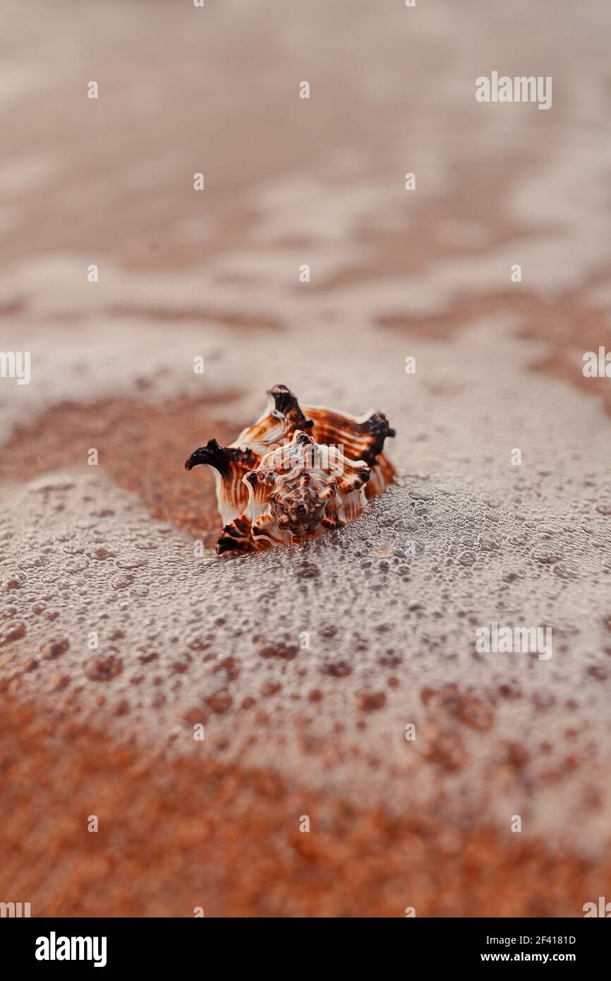 Seashell im Wasser auf sanny Surface. Abstraktes Bild von Seashell für Sommerurlaub Reisekonzept. Seashell im Wasser auf sanny Surface. Abstraktes Bild von Seashell für Sommerurlaub Reise Stockfoto