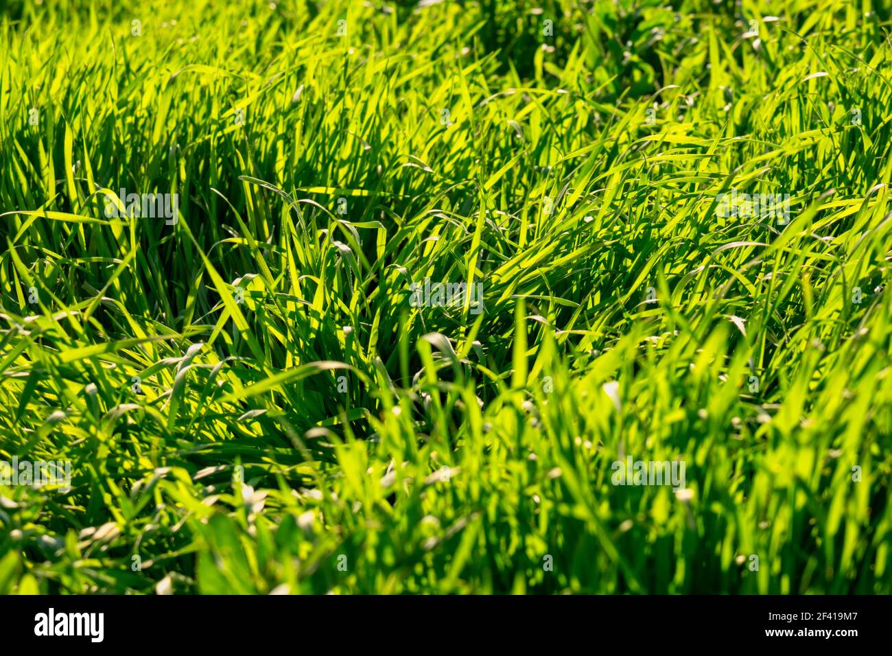 Ungeschnittenes Gras von der Sonne hinterleuchtet, hoher Kontrast. Ungeschnittenes Gras von der Sonne hinterleuchtet Stockfoto