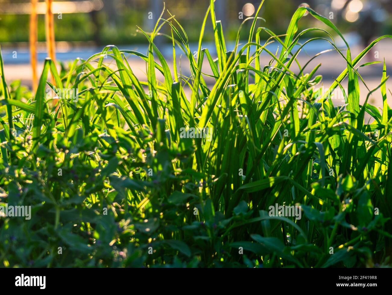 Hintergrund von langen Blättern von ungeschnittenem Gras im Sommernachmittag. Hintergrund von langen Blättern von ungeschnittenem Gras im Sommer Stockfoto