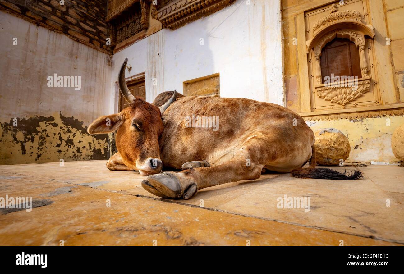 Kuh auf der Straße in Indien. Verfassung von Indien Mandate der Schutz der Kühe. Rajasthan, Indien. Stockfoto