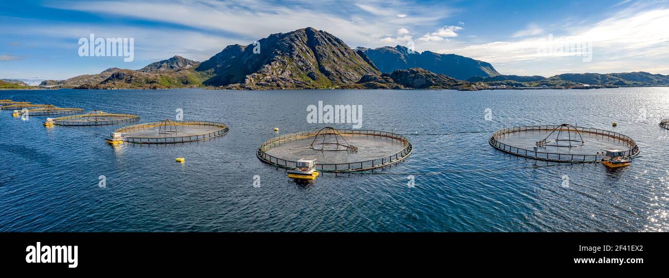 Bauernhof Lachs Angeln in Norwegen. Norwegen ist der größte Produzent von Zuchtlachs in der Welt, mit mehr als einer Million Tonnen pro Jahr produziert werden. Stockfoto