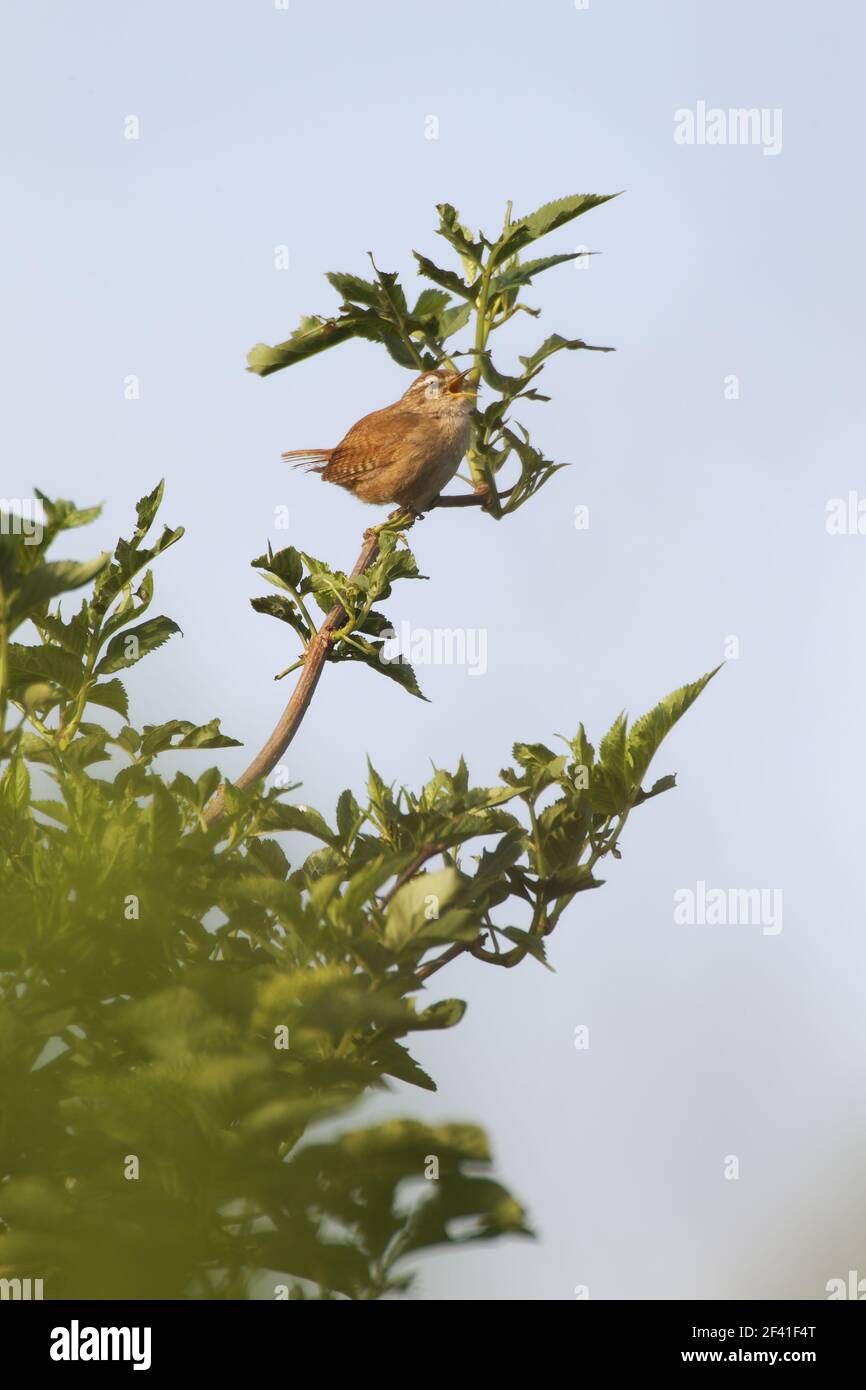 Wren - männliche SingungTroglodytes troglodytes Luscinia megarhynchos Two Tree Island Nature Reserve Essex, UK BI020930 Stockfoto