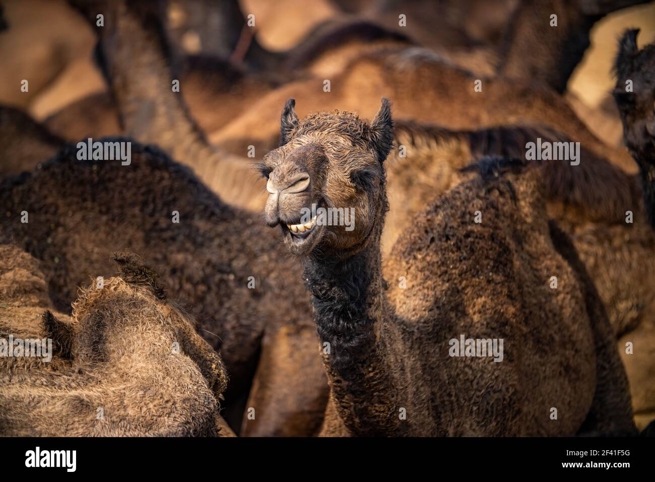 Kamele an der Pushkar Fair, auch als die Pushkar Camel Fair oder lokal als Kartik Mela ist ein jährliches Mehrtages-Viehmarkt und kulturelle in der Stadt Pushkar Rajasthan, Indien statt. Stockfoto