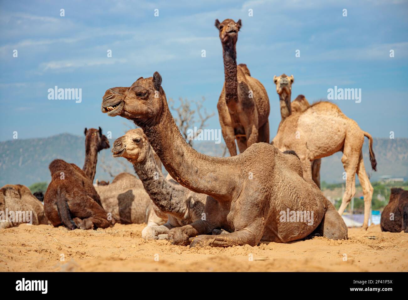 Kamele an der Pushkar Fair, auch als die Pushkar Camel Fair oder lokal als Kartik Mela ist ein jährliches Mehrtages-Viehmarkt und kulturelle in der Stadt Pushkar Rajasthan, Indien statt. Stockfoto