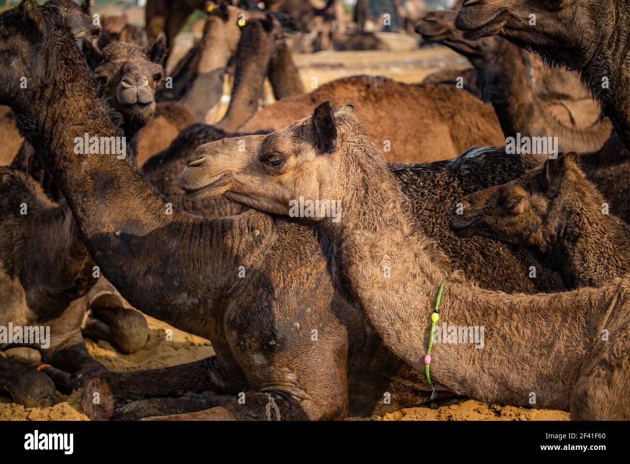 Kamele an der Pushkar Fair, auch als die Pushkar Camel Fair oder lokal als Kartik Mela ist ein jährliches Mehrtages-Viehmarkt und kulturelle in der Stadt Pushkar Rajasthan, Indien statt. Stockfoto