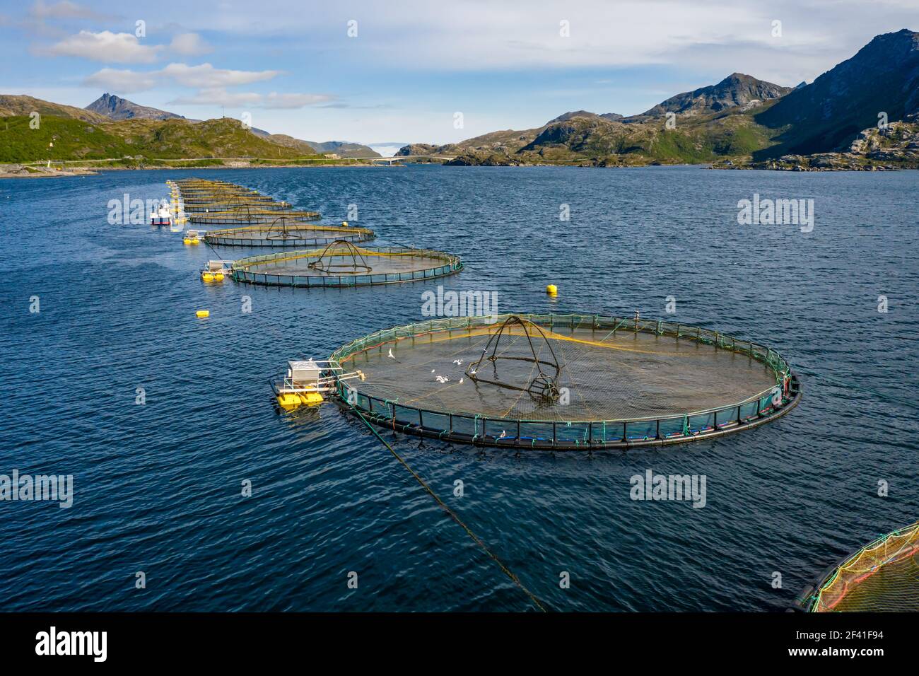 Bauernhof Lachs Angeln in Norwegen. Norwegen ist der größte Produzent von Zuchtlachs in der Welt, mit mehr als einer Million Tonnen pro Jahr produziert werden. Stockfoto