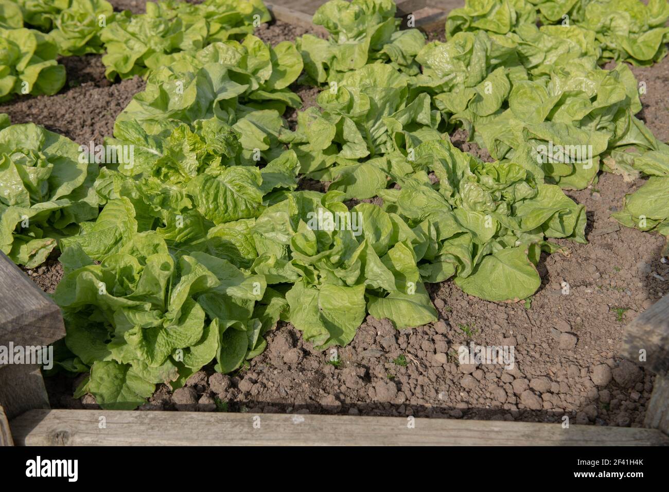 Selbstgewachsener Bio-Wintersalat mit Schmetterlingskopf 'Arctic King' (Lactuca sativa) Wächst in einem hölzernen erhöhten Bett auf einer Zuteilung in Ein Gemüsegarten Stockfoto