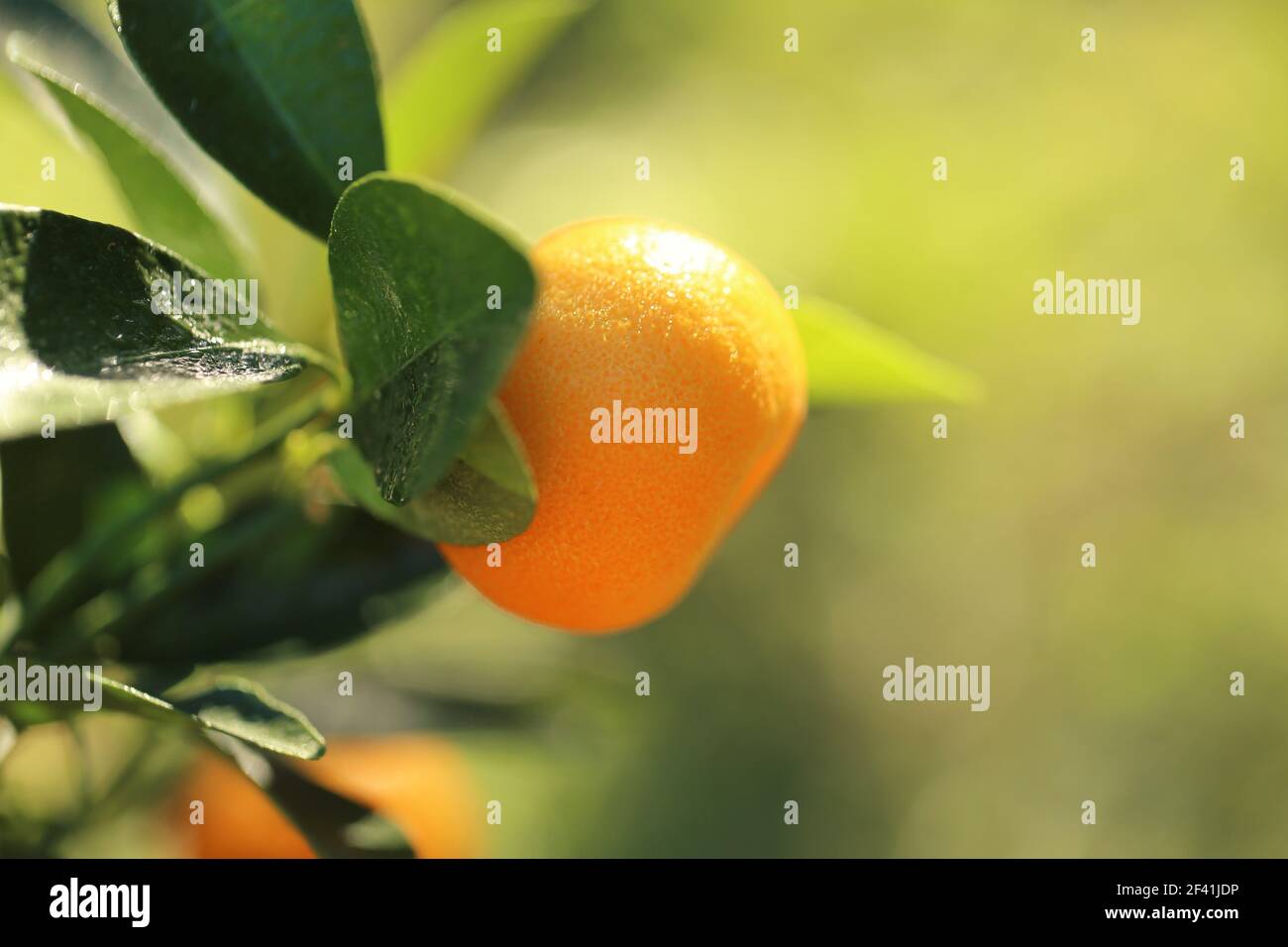 Mandarinenbaum.Mandarinen Früchte auf einem Zweig. Zitrusfrüchte leuchtend orange Früchte an den Zweigen in hellem Sonnenlicht im Sommergarten. Bio natürlich reif Stockfoto