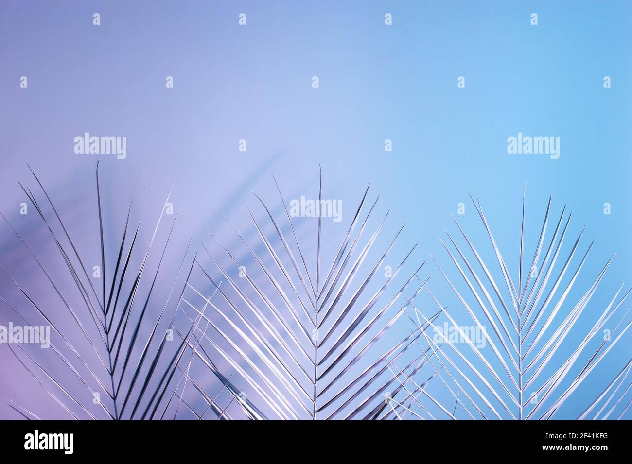 Kreatives Layout mit tropischen Palmenblättern mit doppelten bunten Schatten. Naturkonzept. Ultraviolette Farben flach legen. Stockfoto