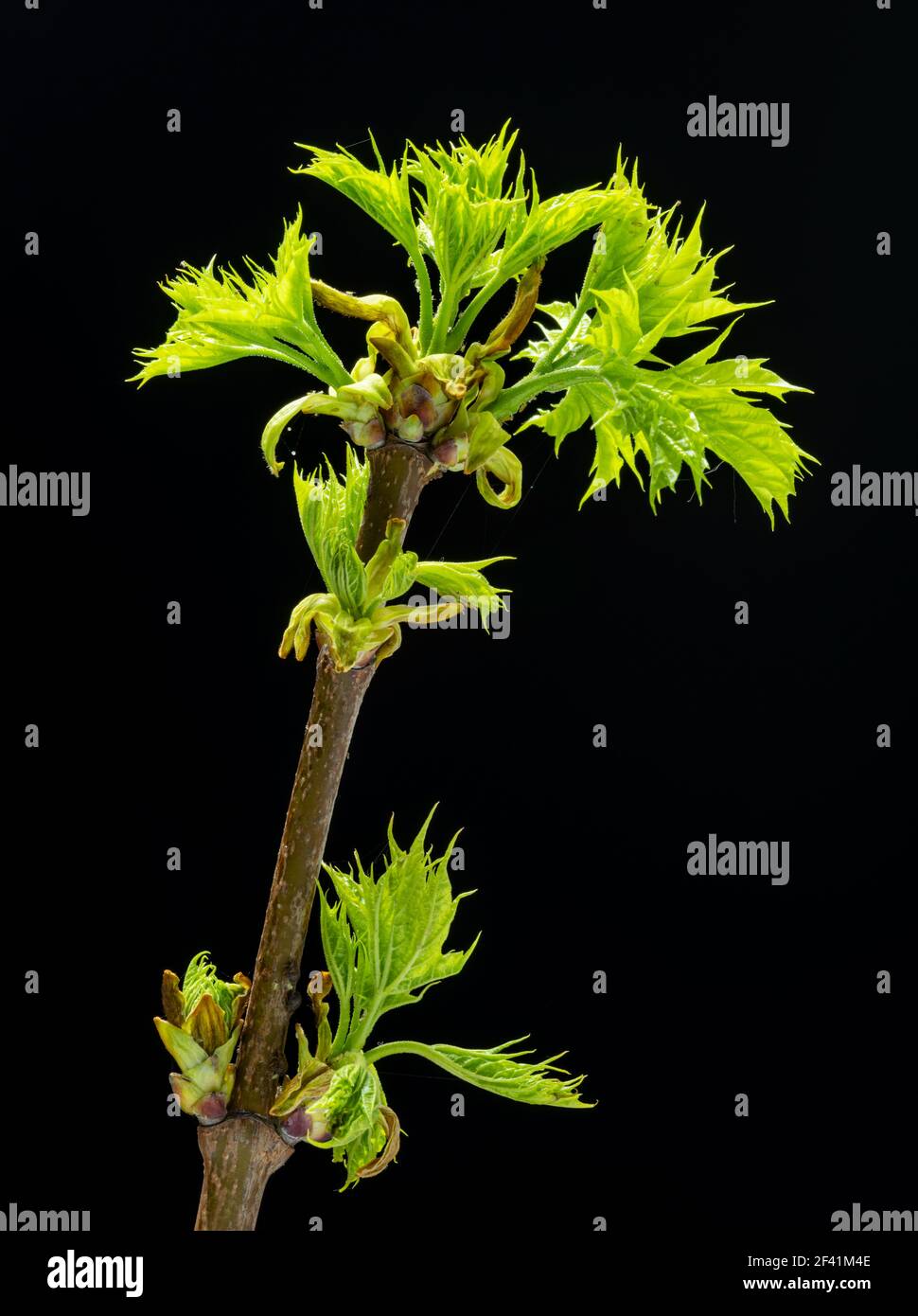 Neue kleine grüne Blätter von Ahornbaum Zweig oder acer auf schwarzem Hintergrund. Stockfoto