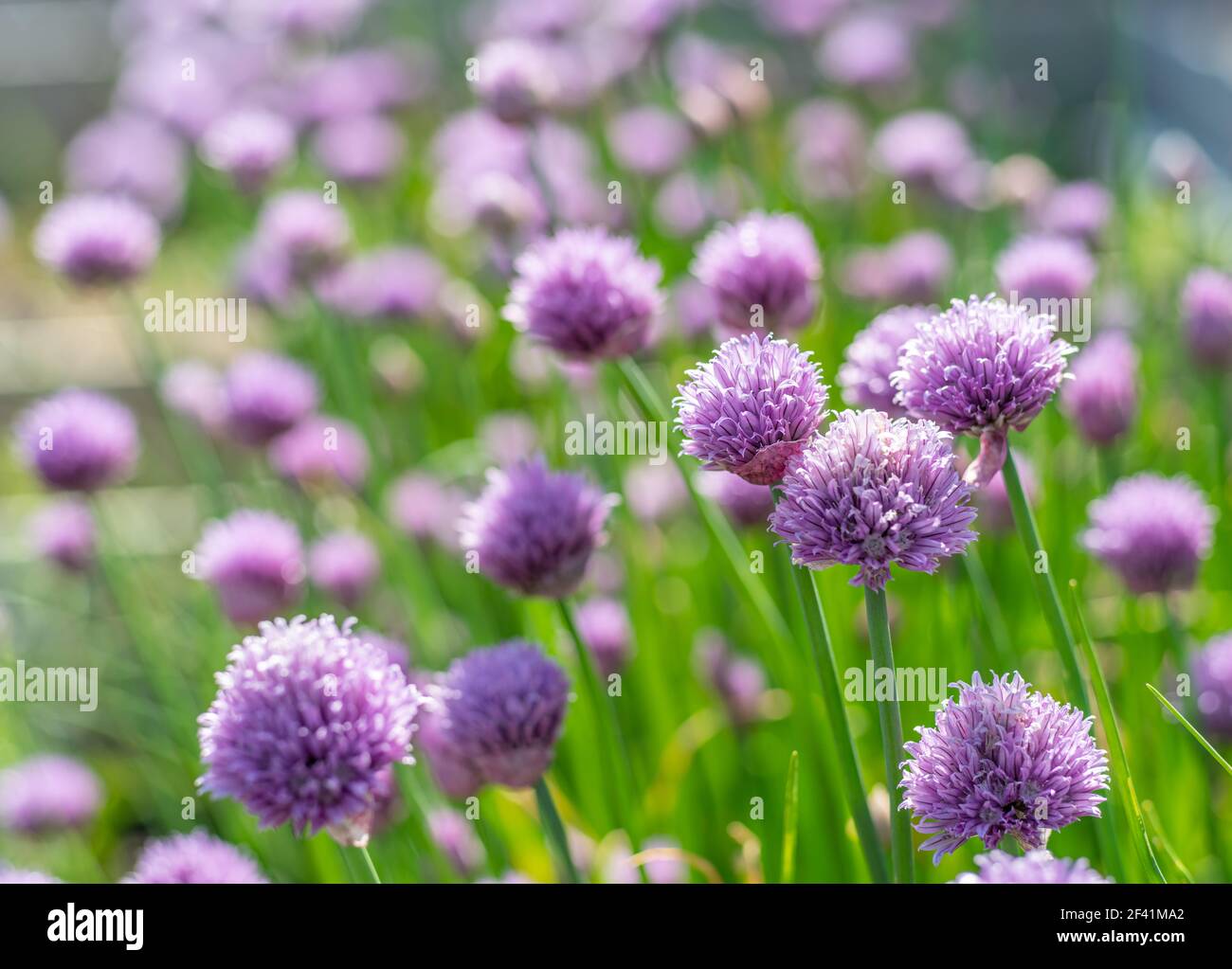 Allium blühende lila Zwiebelpflanze. Natur Hintergrund. Stockfoto