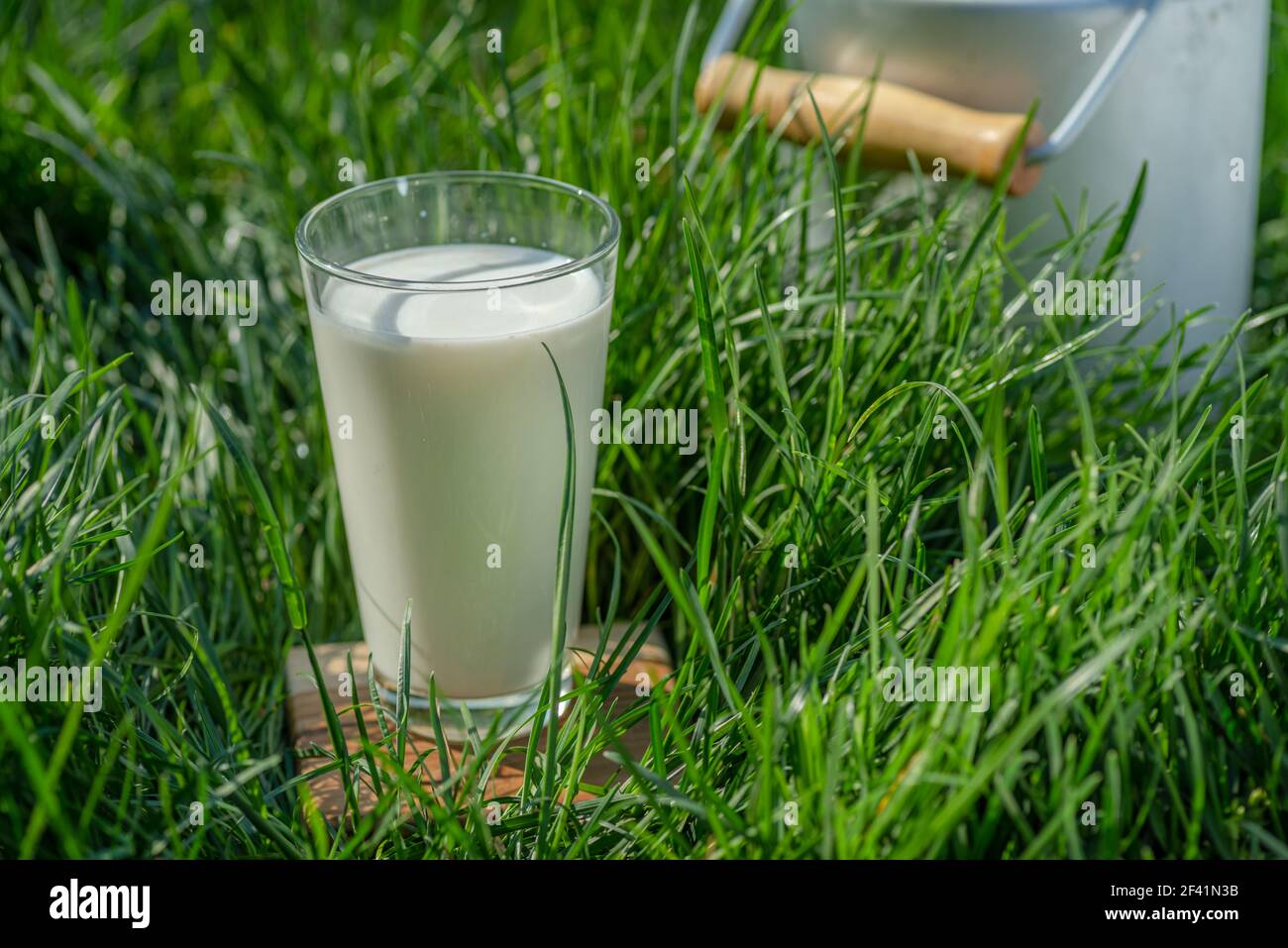 Glas frische Milch und Milchkannen im grünen Gras an sonnigen Sommertagen. Stockfoto