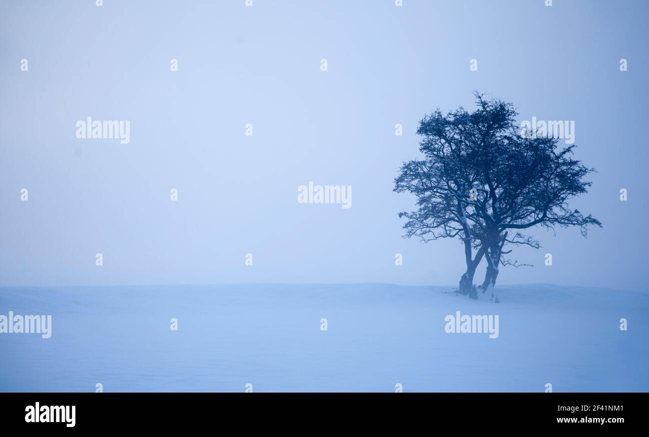 Solitary Tree in Snow, in der Nähe von Harrogate, North Yorkshire Stockfoto