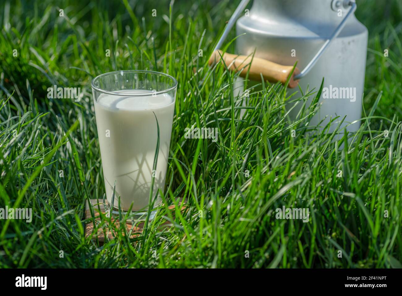 Glas frische Milch und Milchkannen im grünen Gras an sonnigen Sommertagen. Stockfoto