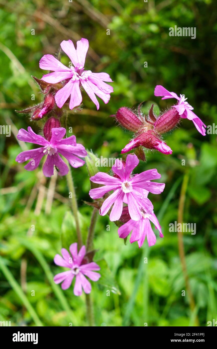 Lupinus flos-cuculi, die gemeinhin als Ragged Robin, ist eine krautige Staude Pflanze in der Familie Caryophyllaceae, England, Großbritannien Stockfoto