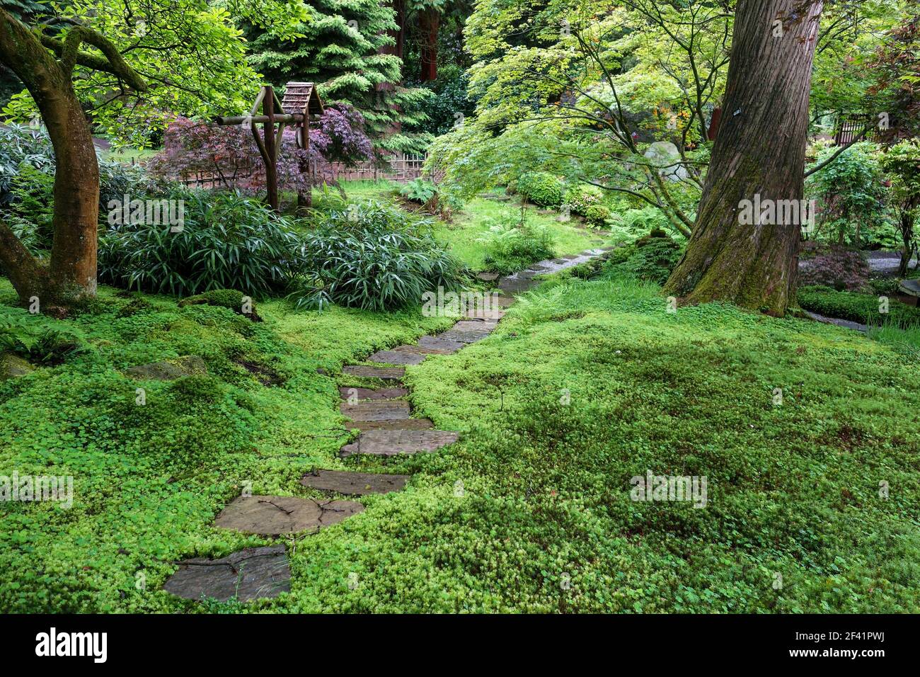 Ein gewundener Pfad durch den Japanischen Garten im Tatton Park, Cheshire, England, Großbritannien Stockfoto