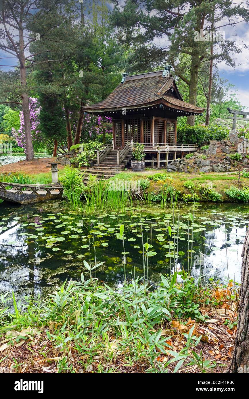 Der Shinto Tempel oder Schrein und eine Holzbrücke im Japanischen Garten im Tatton Park, Cheshire England, Großbritannien Stockfoto