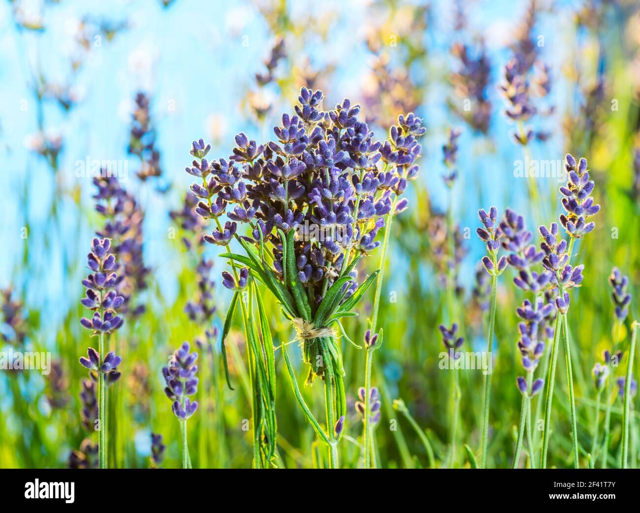 Feld von jungen Lavendel blühenden Pflanzen Nahaufnahme. Blauer Himmel im Hintergrund. Stockfoto