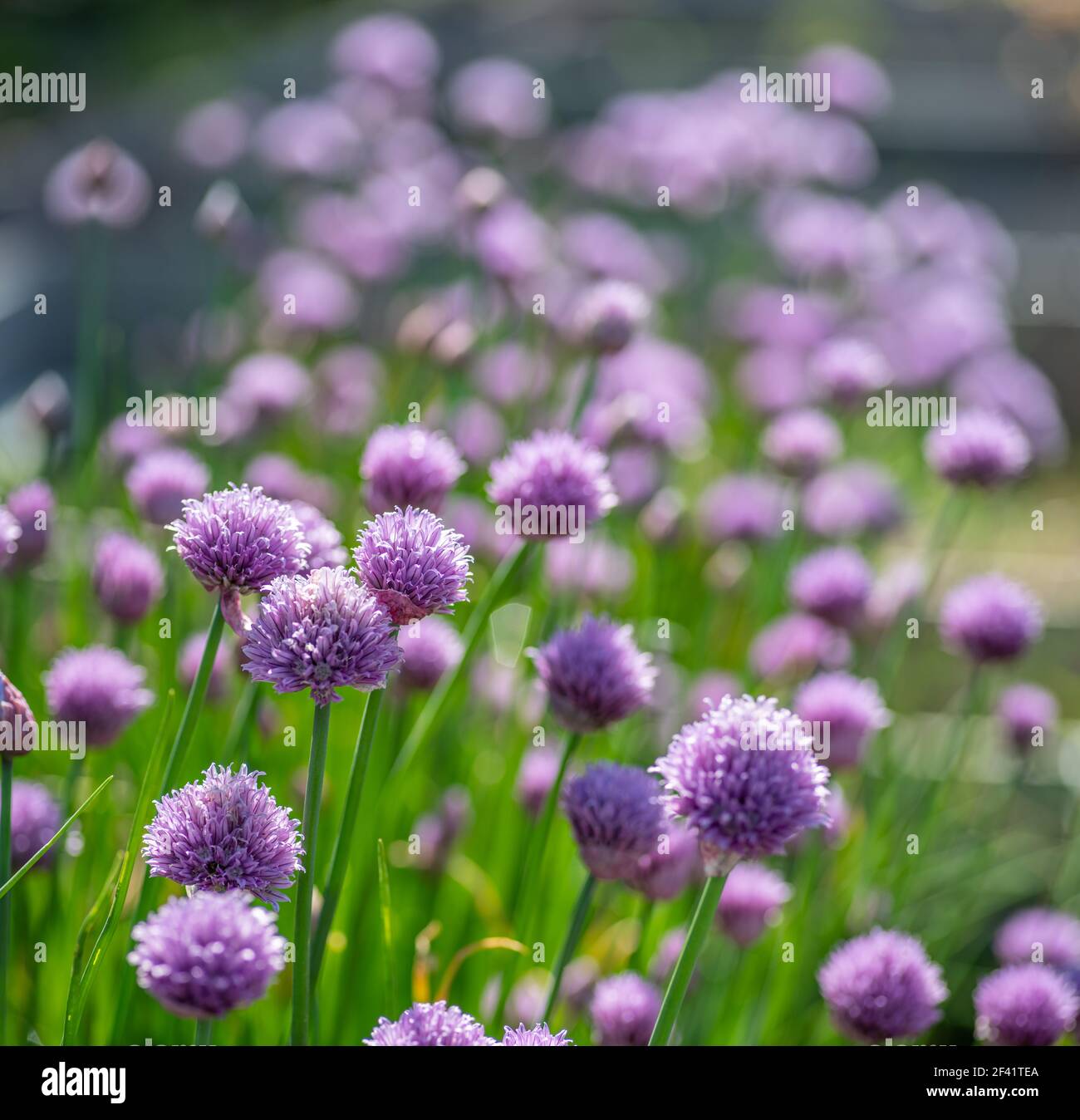 Allium blühende lila Zwiebelpflanze. Natur Hintergrund. Stockfoto