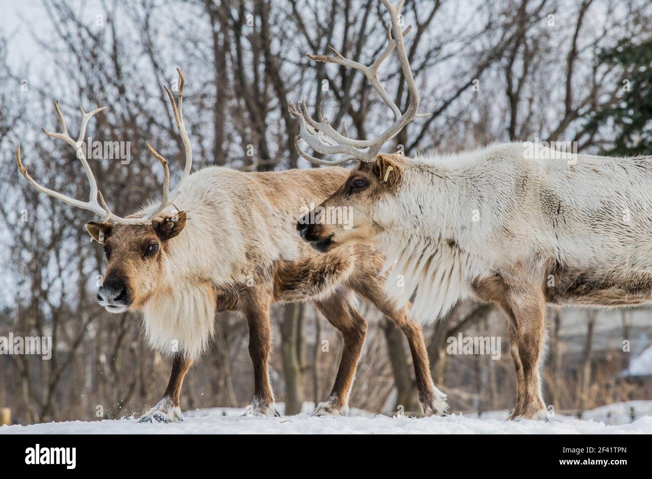 Weidewald caribou (Rangifer tarandus caribou) im Winter, erschossen im Ecomuseum, Zoologischer Park in Sainte-Anne-de-Bellevue, Québec, erschossen in Ecomuseu Stockfoto