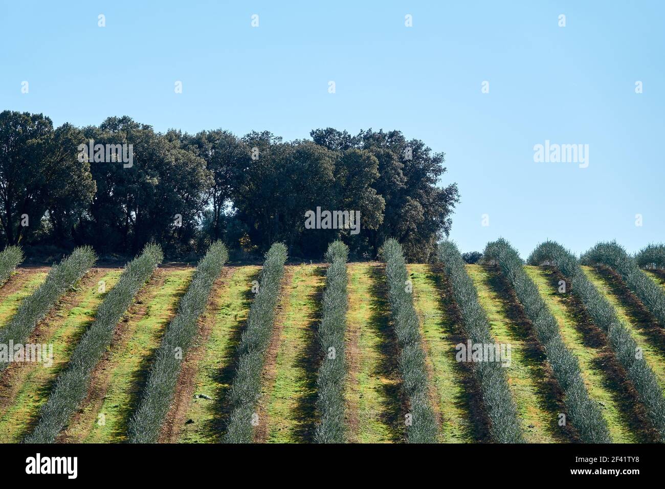 Blick auf eine andalusische Plantage mit jungen Olivenbäumen Parallele Zeilen Stockfoto