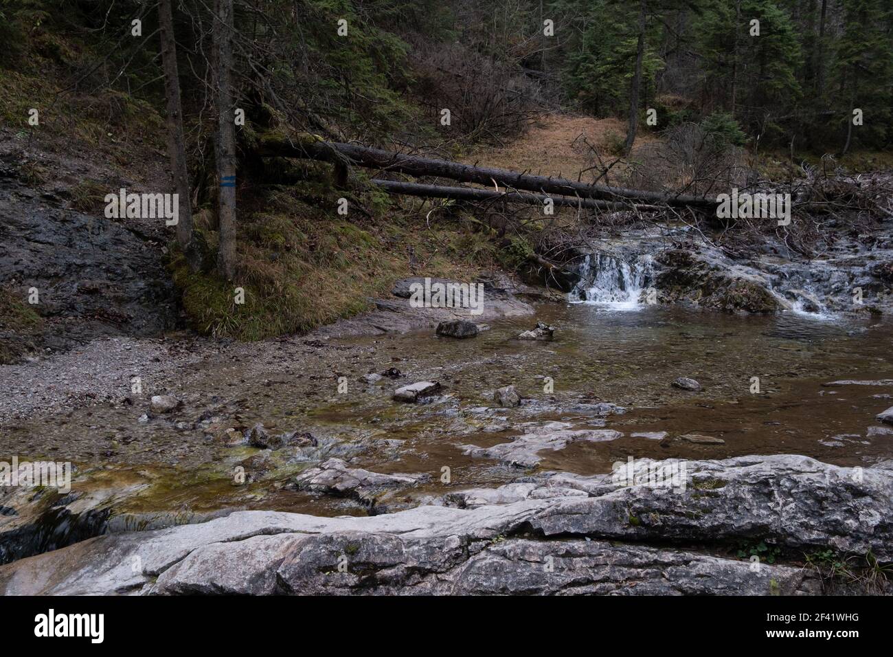 Polen, Zakopane - 13. November 2020: Der Bach im White Creek Valley (Dolina Bialego), Tatra Stockfoto