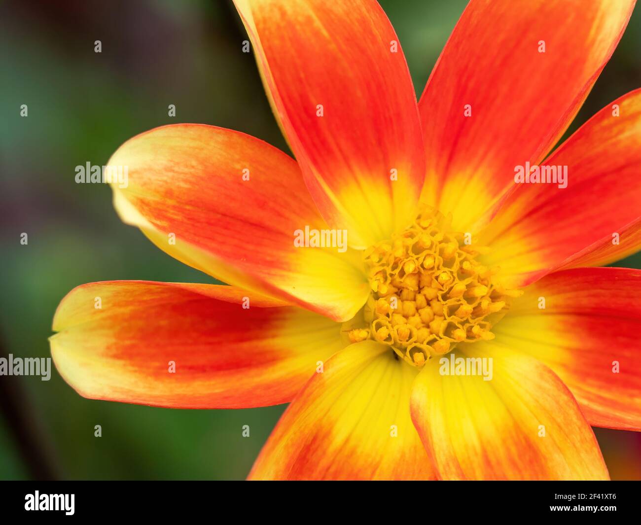 Makrobild von gelben und orangen Dahlia Blütenblättern Stockfoto