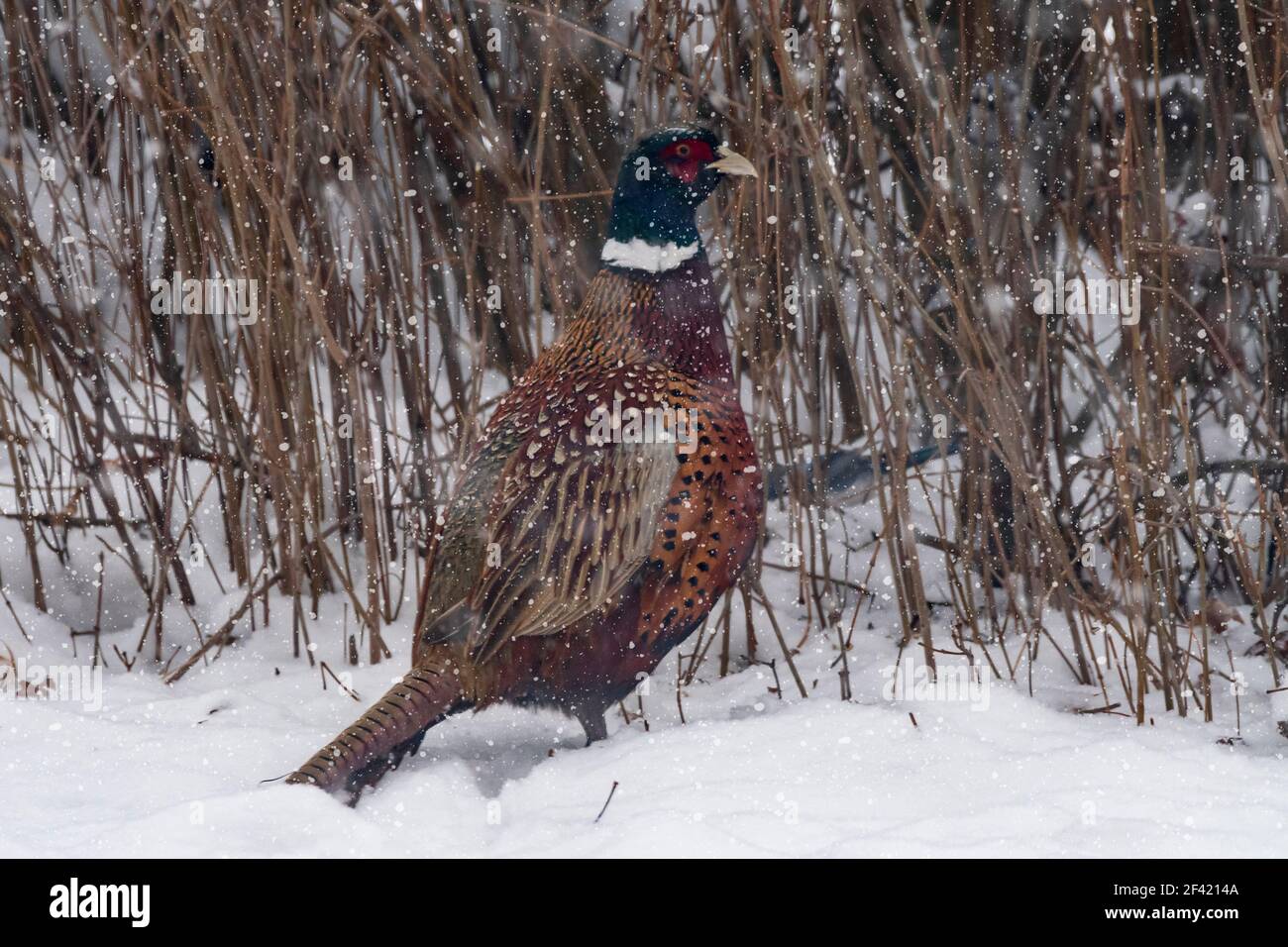 Nordamerika; Usa; Alaska; Wildtiere; Vögel; Wildvögel; Ringhalsbans: Phasianus colchicus; Winter Stockfoto
