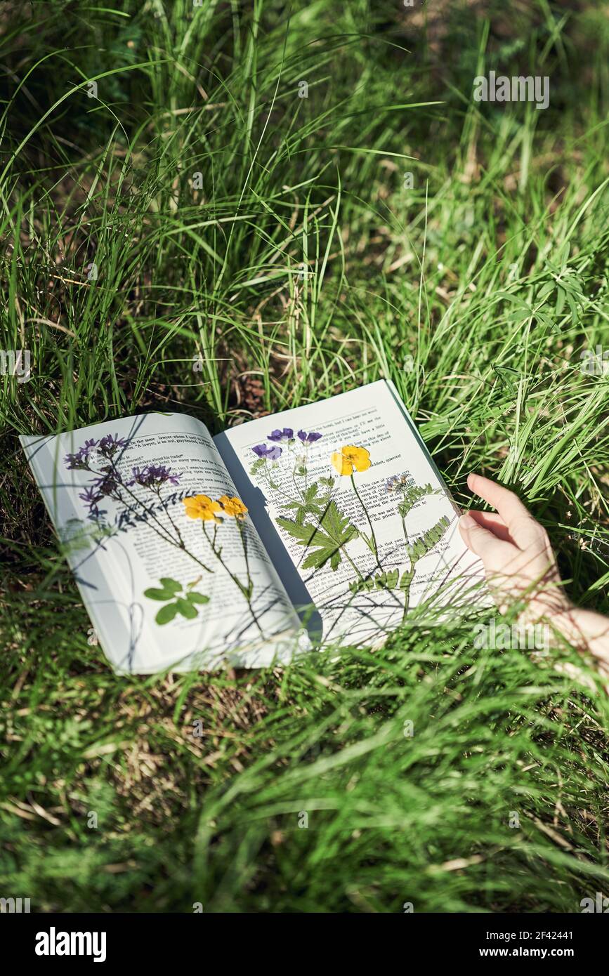 Öffnen Sie Buchseiten auf grünem Gras. Lesen eines Buches im Freien Stockfoto