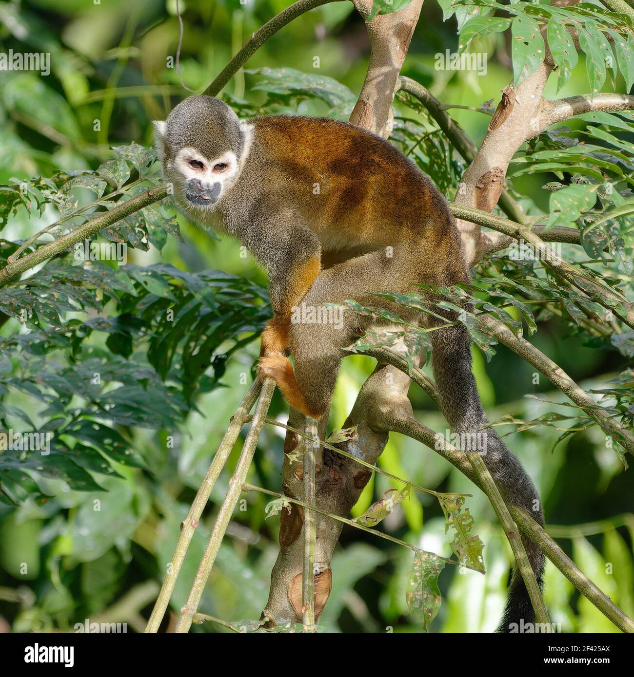 Eichhörnchen Affen (Saimiri sciureus) in Cuyabeno Wildlife Reserve (Amazonia, Ecuador) Stockfoto