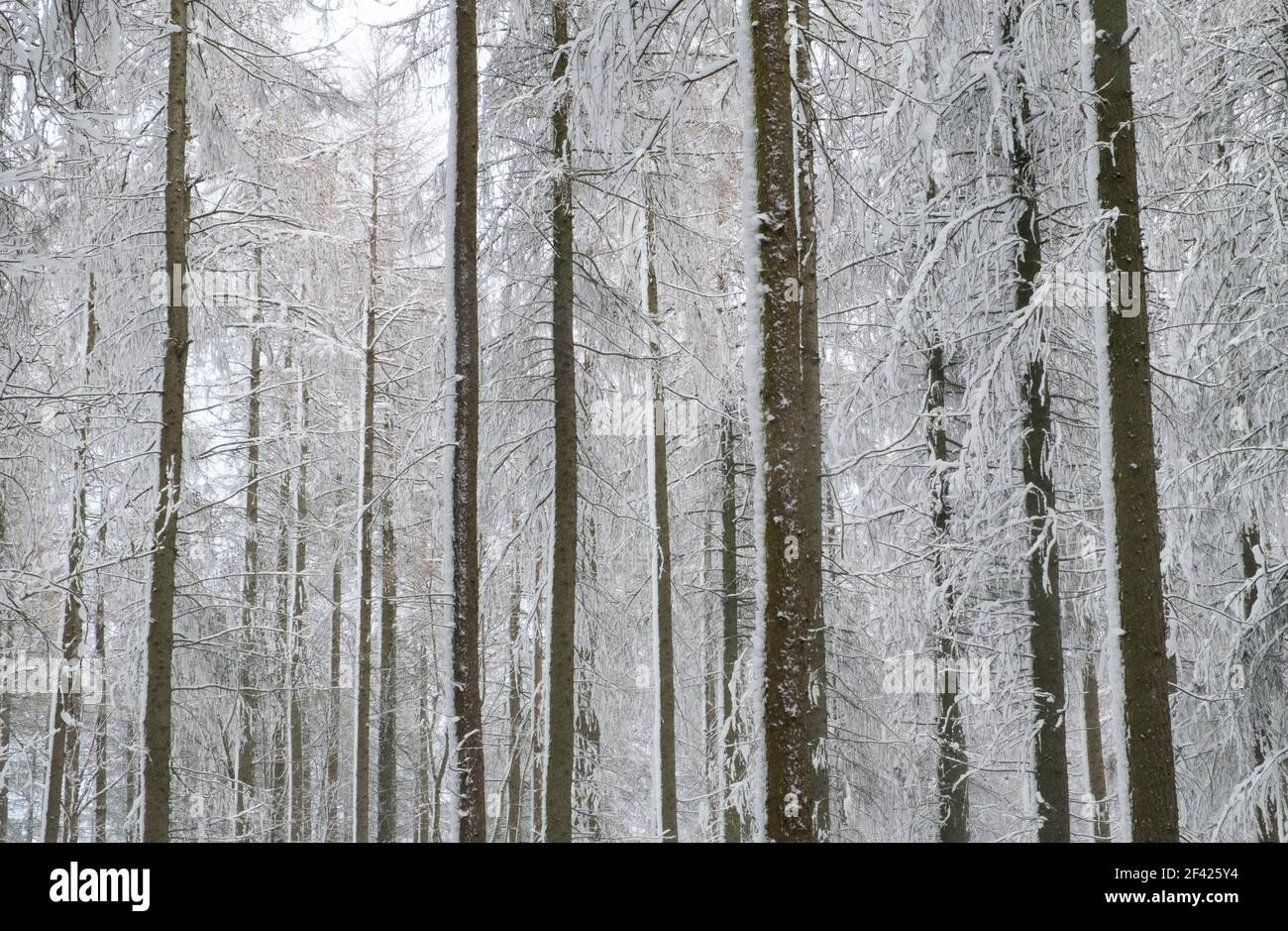 Trees in the Snow, in der Nähe des Fewston Reservoir, North Yorkshire Stockfoto