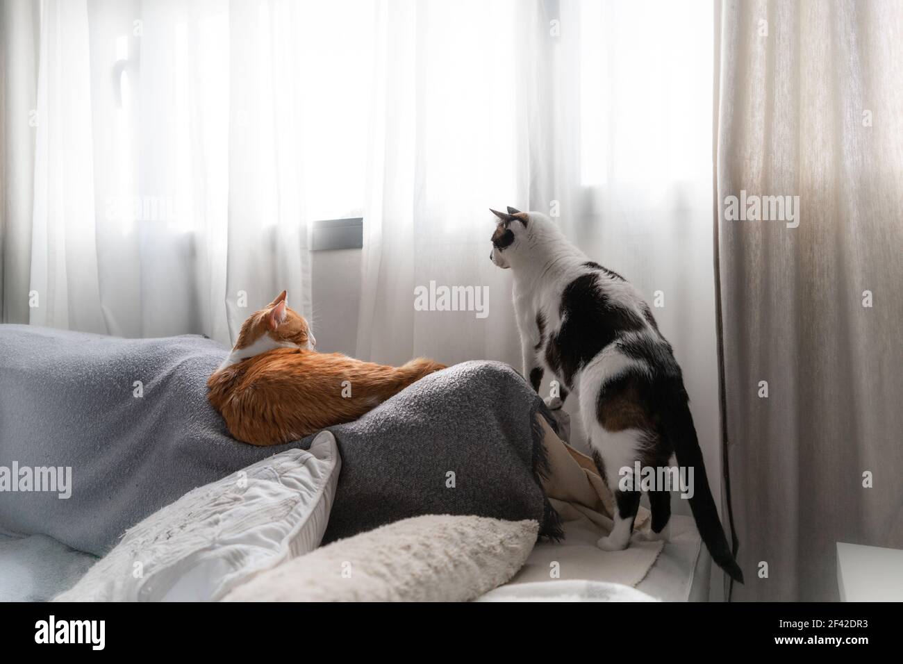 Zwei Hauskatzen interagieren auf dem Sofa unter dem Fenster Stockfoto