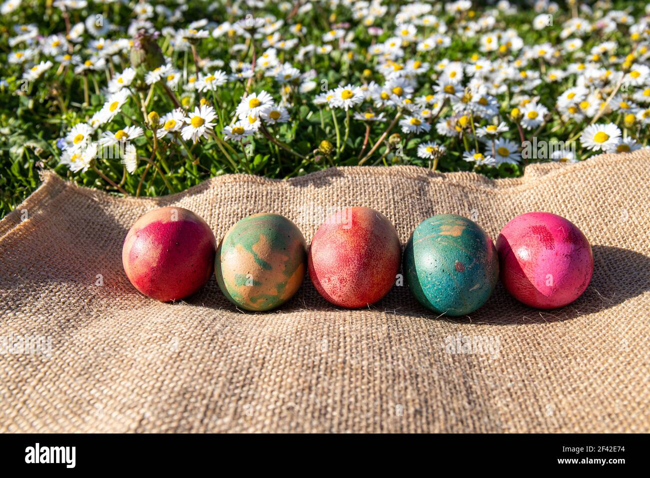 Frühling und Osterkonzept. Gefärbte Eier auf einem Jutetuch in einem Gras voller Gänseblümchen. Stockfoto