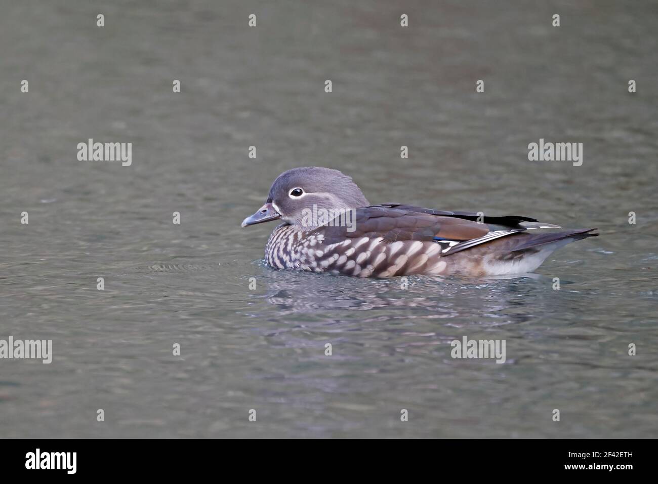 Mandarin Duck Schwimmen Wald von Dean Großbritannien Stockfoto