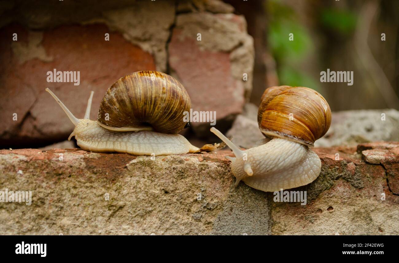 Ein Schneckenpaar krabbelt über die Ziegelsteine des Gebäudes. Die Schnecken kriechen nacheinander. Das Konzept einer Beziehung in einem Paar oder einer Submis Stockfoto