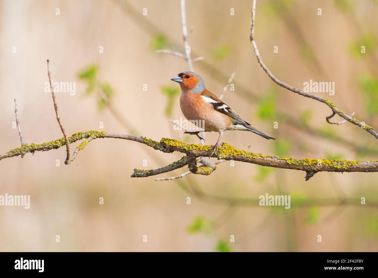 Buchfink im Frühlingswald auf dem Ast Stockfoto