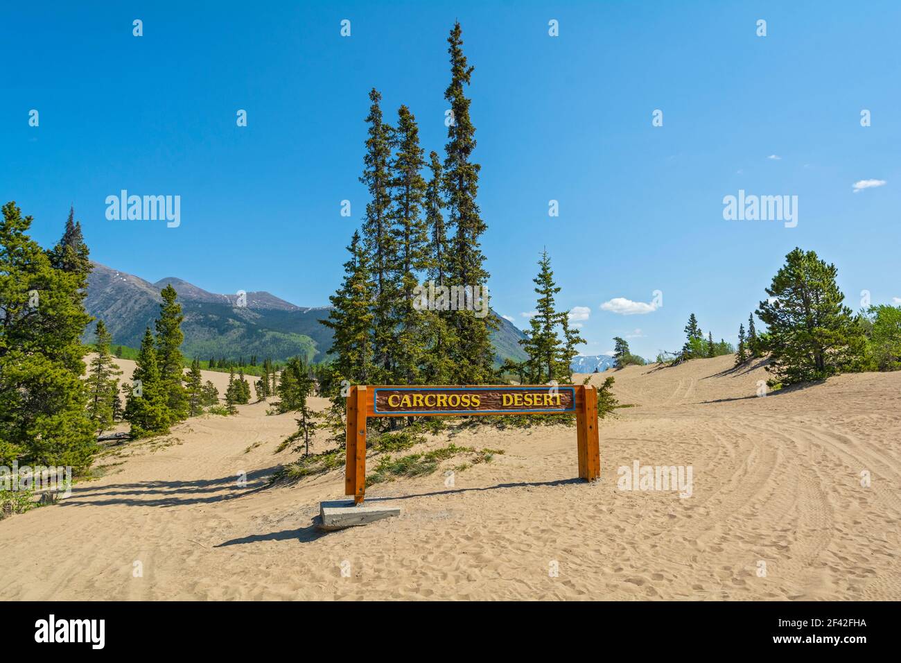 Kanada, Yukon, Carcross Desert, Dünen Stockfoto