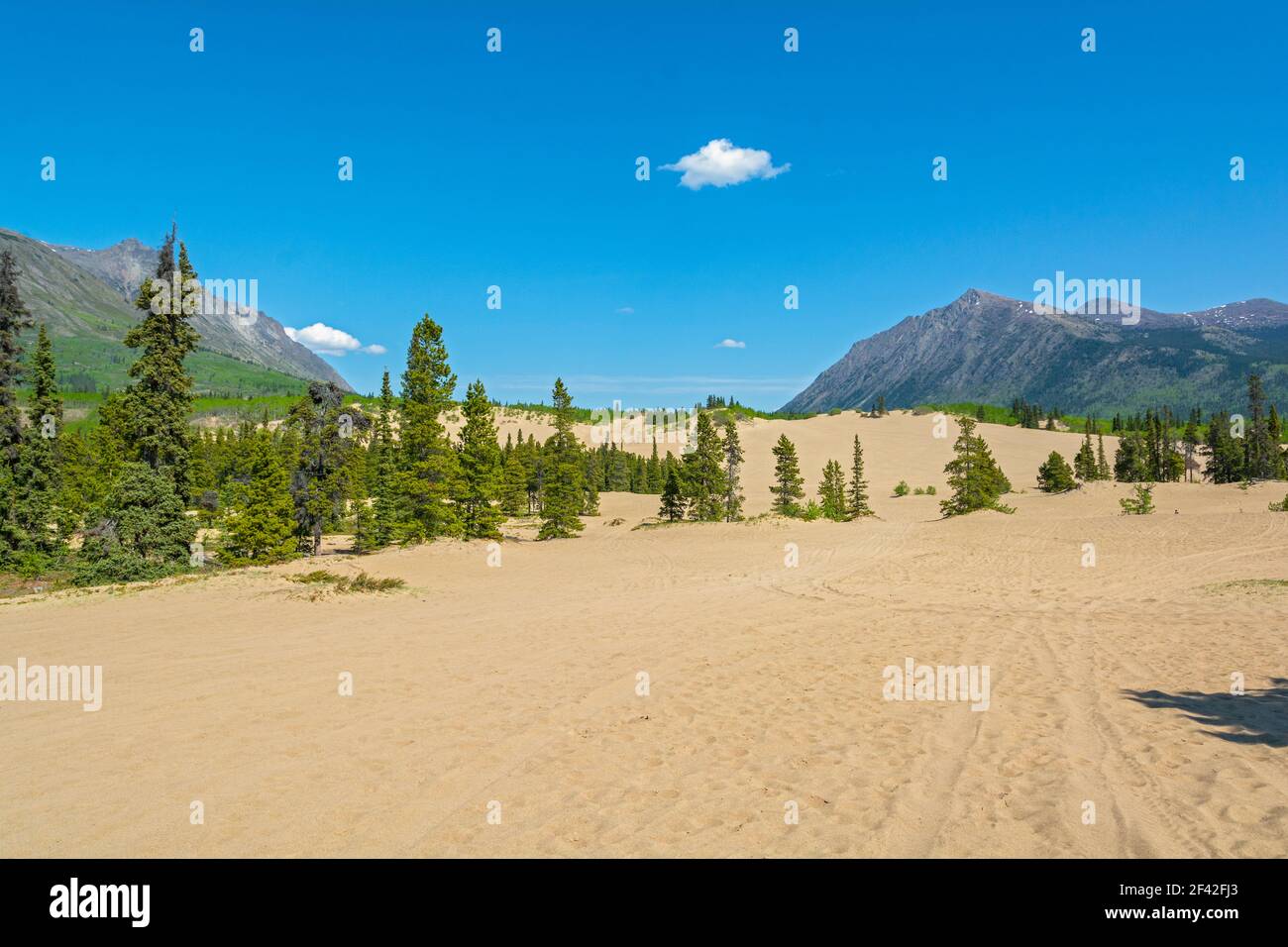 Kanada, Yukon, Carcross Desert, Dünen Stockfoto