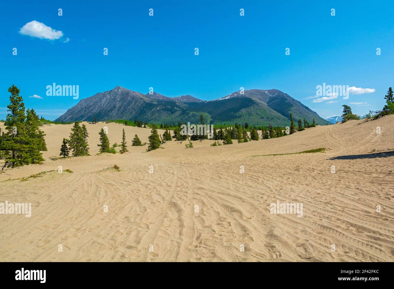 Kanada, Yukon, Carcross Desert, Dünen Stockfoto