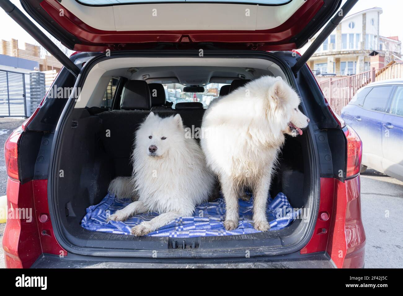 Zwei glückliche Hunde im Auto warten auf die Reise. Schöne Samoyed Hund auf dem Rücksitz. Tier-Konzept Stockfoto